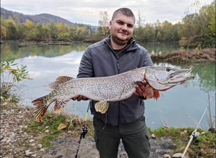 ŠTUKA – GRABLJIVICA DRINE: NEUMORNI PREDATOR ZVORNIČKOG JEZERA (FOTO)