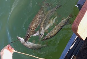 ŠTUKA – GRABLJIVICA DRINE: NEUMORNI PREDATOR ZVORNIČKOG JEZERA (FOTO)