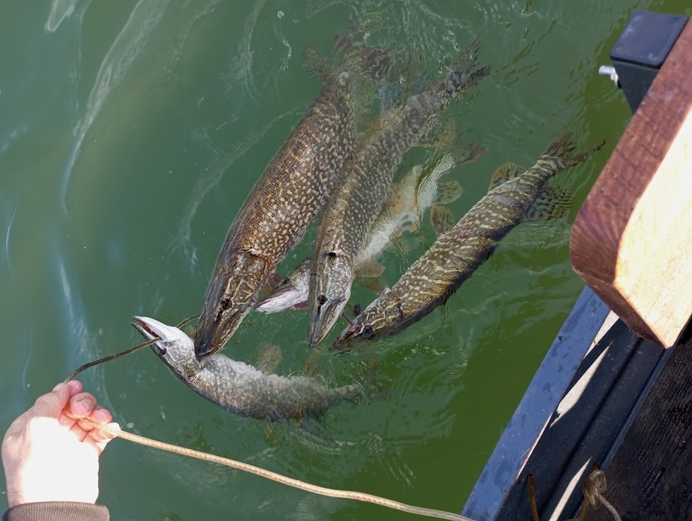 ŠTUKA – GRABLJIVICA DRINE: NEUMORNI PREDATOR ZVORNIČKOG JEZERA (FOTO)