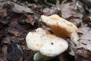 Prošla prva berba gljiva lisičarki, očekuje se druga kada kiša padne